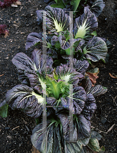 Picture of Brassica juncea 'Osaka Purple'