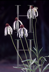 Picture of Echinacea simulata 