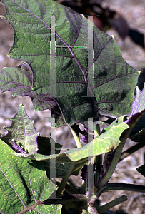 Picture of Solanum quitoense 