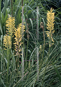 Picture of Kniphofia  'Gilt Bronze'