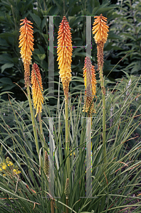 Picture of Kniphofia thompsonii 