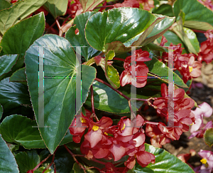 Picture of Begonia coccinea hybrids 'Dragon Wing Red'