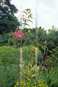 Picture of Hibiscus coccineus 
