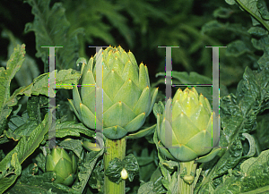 Picture of Cynara scolymus 