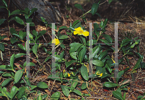 Picture of Hibbertia scandens 