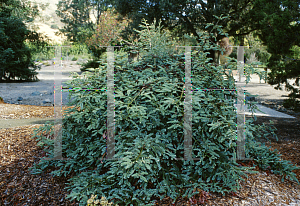 Picture of Sequoia sempervirens 'Prostrata'