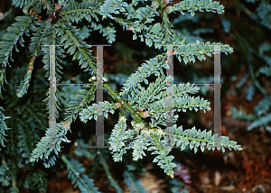 Picture of Sequoia sempervirens 'Prostrata'