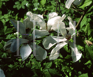 Picture of Magnolia x loebneri 