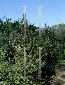 Picture of Leptospermum rotundifolium 