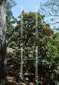 Picture of Rhododendron arboreum ssp. arboreum 