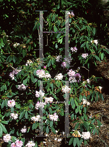 Picture of Rhododendron campanulatum ssp. campanulatum 