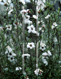 Picture of Leptospermum scoparium 'Snow White'