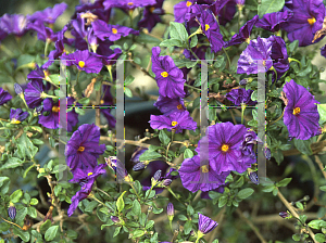 Picture of Lycianthes rantonnetii 'Royal Robe'
