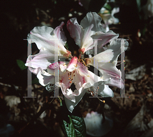 Picture of Rhododendron x 'Else Frye'