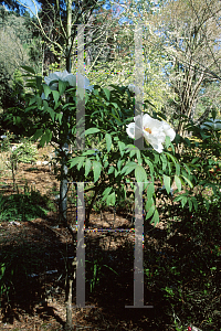 Picture of Paeonia suffruticosa 