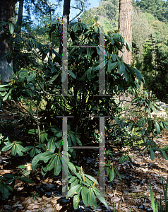 Picture of Rhododendron protistum ssp. grandia 