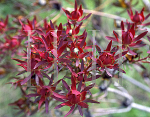 Picture of Leucadendron salignum 