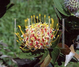 Picture of Leucospermum glabrum 