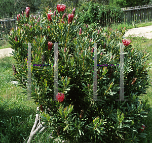 Picture of Protea repens x aurea 'Clarks Red'