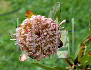 Picture of Protea magnifica x susannae 'Susara'