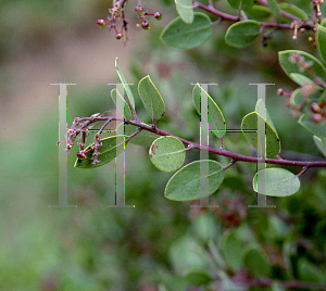 Picture of Arctostaphylos stanfordiana ssp. bakeri 'Louis Edmunds'