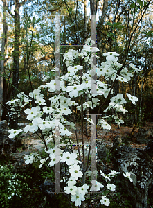 Picture of Cornus florida 'Weaver's White'