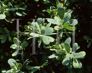 Picture of Leptospermum laevigatum 'Reevesii'