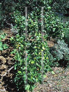 Picture of Lavatera assurgentiflora 