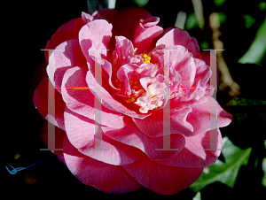 Picture of Camellia japonica 'Scentsation'