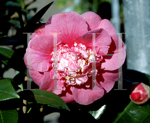 Picture of Camellia japonica 'R.L. Wheeler'