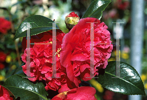 Picture of Camellia japonica 'Kramer's Supreme'