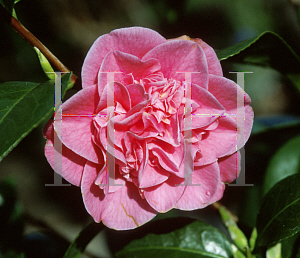 Picture of Camellia japonica 'Marie Bracey'