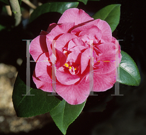 Picture of Camellia japonica 'Betty Sheffield'