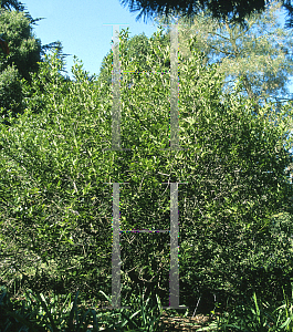 Picture of Umbellularia californica 