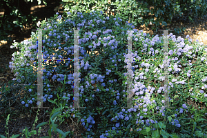 Picture of Ceanothus x 'Joyce Coulter'