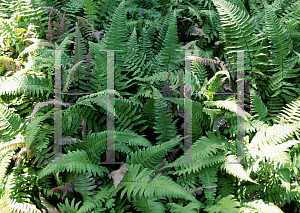 Picture of Blechnum occidentale 