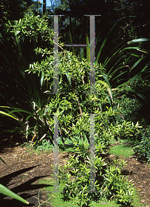 Picture of Podocarpus elatus 