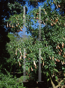 Picture of Brugmansia vulcaniola 