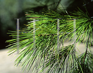 Picture of Pinus lambertiana 