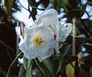 Picture of Rhododendron ciliatum x sinuttalli 