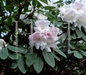 Picture of Rhododendron x loderi 'King George'