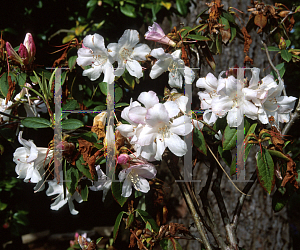 Picture of Rhododendron carneum 