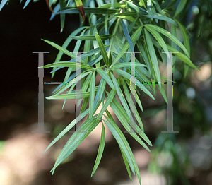Picture of Podocarpus salignus 