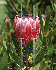 Picture of Protea x 'Pink Ice'