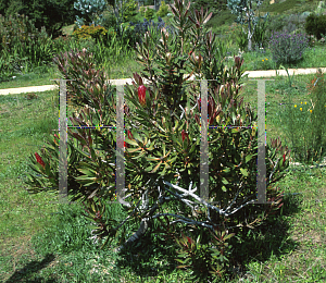 Picture of Protea repens 