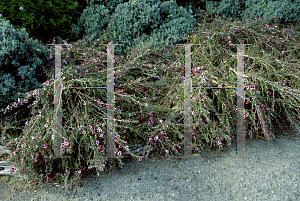 Picture of Leptospermum scoparium 'Prostratum Pink Cascade'