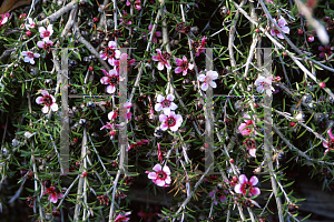 Picture of Leptospermum scoparium 'Prostratum Pink Cascade'