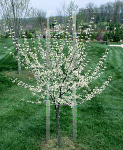 Picture of Cercis canadensis 'Royal White'