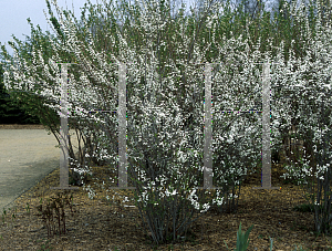 Picture of Spiraea prunifolia 'Plena'