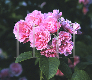 Picture of Rosa  'Pink Grootendorst'